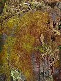 Nowellia curvifolia sur la section, en décomposition, d'un arbre mort