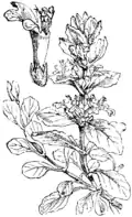 Martin Cilenšek: Naše škodljive rastline,(1892)
