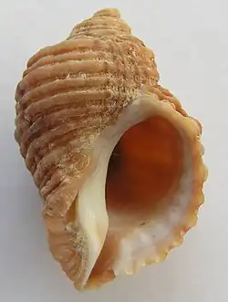 Nucella freycinetii