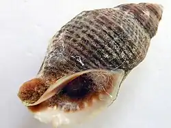 Nucella punctulata
