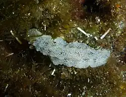 Discodoris sp. 5?