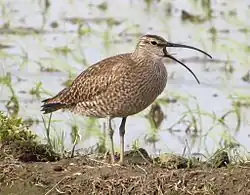 Oiseau de taille moyenne, dans les tons bruns, au long bec recourbé, posé devant une étendue d'eau.