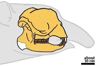 Description de l'image Numidotherium koholense skull.png.