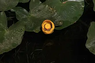 Description de l'image Nuphar polysepala in Yellowstone National Park.JPG.