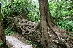 Dans toutes les forêts primaires les racines exploitent volontiers les nutriments du bois mort, ici au fur et à mesure de sa décomposition, qui facilite la mycorhization des radicelles, réserve de parc national Pacific Rim, Colombie-Britannique, Canada.