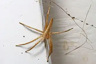 Description de l'image Nursery Web Spider - Pisaurina dubia, Woodbridge, Virginia.jpg.