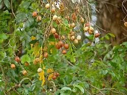 les fruits sont des drupes