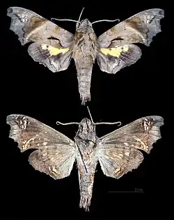 Nyceryx ericea