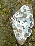 Nyctemera adversata(Arctiinae, Arctiini, Callimorphina)