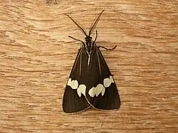 Imago.
