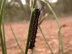 Chenille.