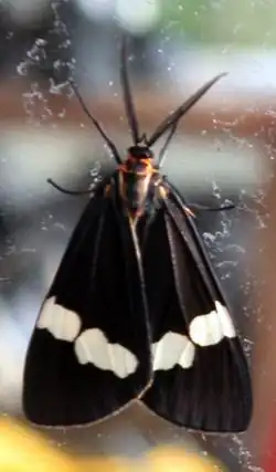 Nyctemera annulata adulte.