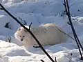 Chien viverrin de Sibérie (N. p. ussuriensis) leucique.