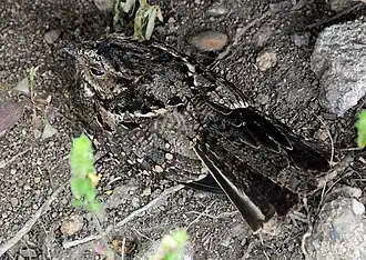 Description de l'image Nyctidromus anthonyi 197580834.jpg.