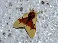 Nygmia solitaria(Lymantriinae, Nygmiini)