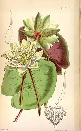 Description de l'image Nymphaea amazonum Bot. Mag. 80. 4823. 1854.jpg.