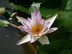Fleur épanouie.