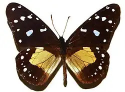 Amauris echeria