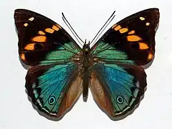 Apaturina erminea