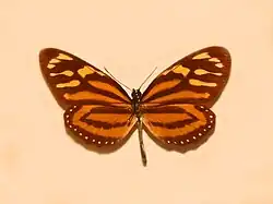 Lycorea halia atergalis