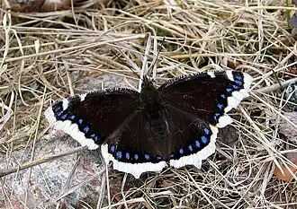 Nymphalis antiopa
