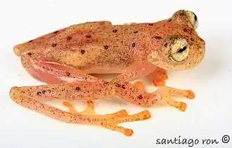 Description de l'image Nymphargus anomalus.jpg.
