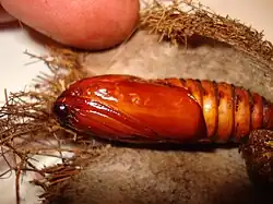 Chrysalide.