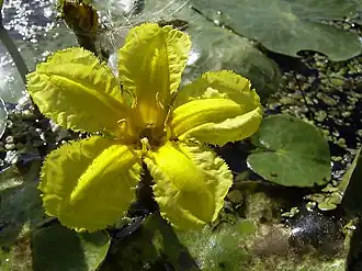 Description de l'image NymphoidesPeltata-flower2-hr.jpg.