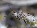 Orsillinae - Nysiini : Nysius helveticus, Lettonie.