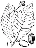 Nyssa aquatica, feuillage.