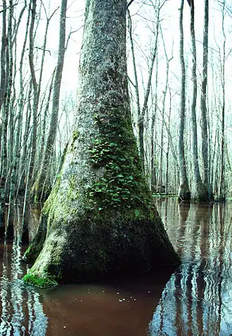Base enflée, dans un habitat marécageux.