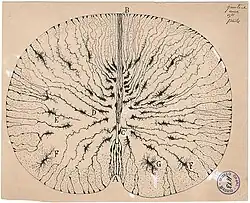 Cellules gliales de la moelle épinière de souris