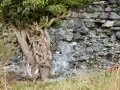 Un vieux lierre sur les murs du château