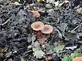 La saison des champignons dans un sous-bois de chênes