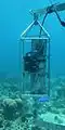 (AOML (en)) in situ taux de CO2 / sensor (SAMI-CO2) (étude coraux / NOAA)