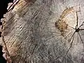 Coupe d’un chêne du Maryland, âgé d'approx. 75 ans.