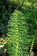 Equisetum Oasi WWF Palude Busatello à Gazzo Veronese, Italie.