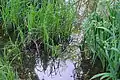 Carex Oasi WWF Palude Busatello à Gazzo Veronese, Italie.