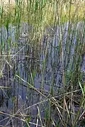 Phragmites australis Oasi WWF Palude Busatello à Gazzo Veronese, Italie.