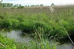 Vue de Carex Oasi WWF Palude Busatello à Gazzo Veronese, Italie.