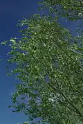 Salix Oasi WWF Palude Busatello à Gazzo Veronese, Italie.