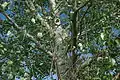 Populus alba Oasi WWF Palude Busatello à Gazzo Veronese, Italie.