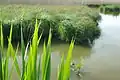 Phragmites australis et Carex Oasi WWF Palude Busatello à Gazzo Veronese, Italie.