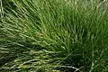Carex Oasi WWF Palude Busatello à Gazzo Veronese, Italie.