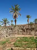 Cultures vivrières.