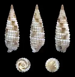 Obesula turricula.