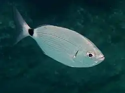 Oblada melanura
