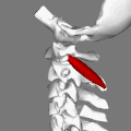 Les muscles obliques inférieurs de la tête.