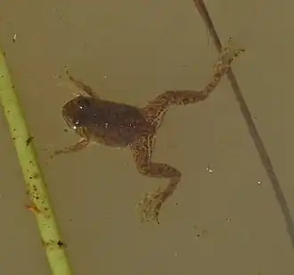 Occidozyga floresiana, batracien endémique de la partie occidentale de l'île de Florès.
