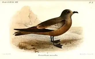 Description de l'image OceanodromaMonorhisSmit.jpg.